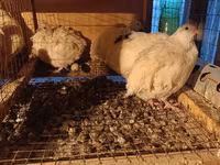 Chickens — Foto 4