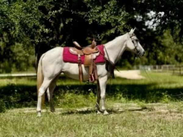 Madyan, Quarter Horse