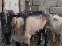Keçi, Alpine goat — foto 2