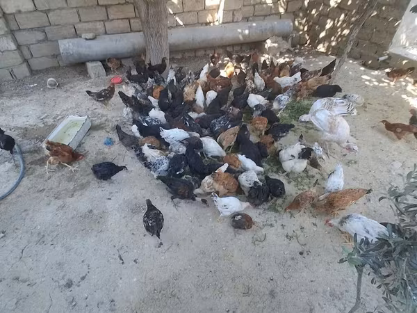 Chickens — Azerbaijan