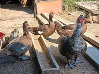 Ducks — الصورة 3