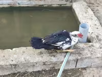 Ducks — foto 2