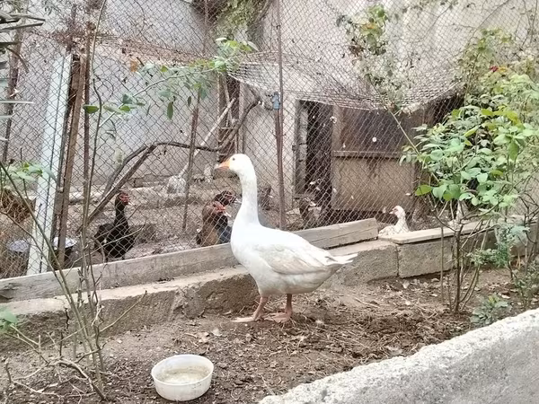 Geese — Azerbaijan