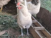 Chickens — photo 2