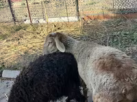 Widder, Hissar sheep — Foto 1