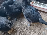 Australorp — foto 1