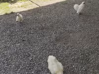 Silkie — foto 1