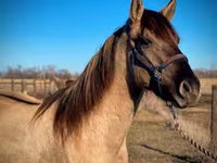घोड़ा, Rocky Mountain Horse — फ़ोटो 8