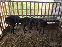 Baran, Hissar sheep — zdjęcie 1