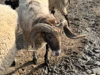 Qoç, Qoyunlar — foto 3