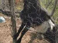 Kozel, Pomellata goat — foto 3