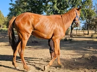 Кобила, Arabian horse — фото 1