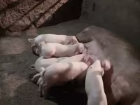 Eber, Schweine — Foto 3