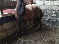 Qoç, Qoyunlar — foto 2