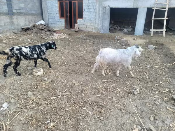 बकरियाँ (लॉट, लिंग निर्दिष्ट नहीं), बकरियाँ