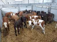Vaca, Russian Black pied cattle — foto 1