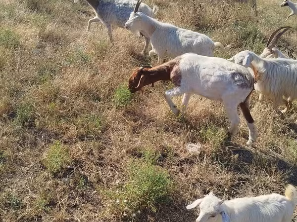 Goat, Goats — Azerbaijan