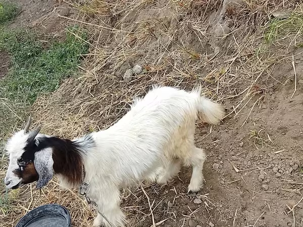Koza, Kozy