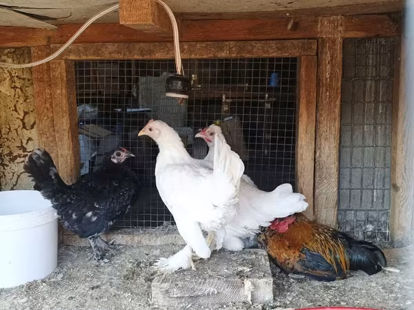 Chickens