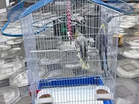 Nimfa (Cockatiel) cütlüyü və qəfəs dəsti - Növ: Nimfa tutuquşusu — Foto 4