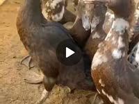 مسكوفي منزلي — الصورة 1
