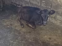 Bulle, Holstein-Rasse — Foto 2