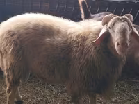 Qoç, Assaf sheep — foto 1