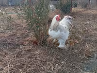 Brahma — foto 1