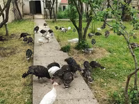 Turkeys — photo 6