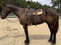 Caballo, Caballos — foto 4