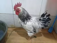 Chickens — foto 1
