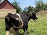 Cow, Russian Black pied cattle — photo 7