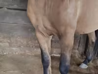 Caballo, Mugalzhar horse — foto 2