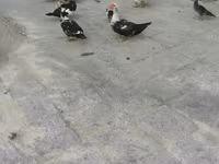 家养麝香鸭 — 照片 3