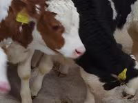 Skot (série, pohlaví neuvedeno), Simmental cattle — foto 2