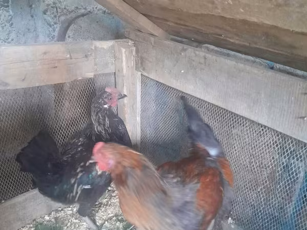 Chickens — Azerbaijan