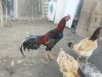 Chickens — Foto 2