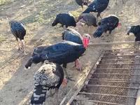 Geniş Sinəli Ağ — foto 2