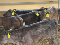 Toro, Ganado vacuno — foto 3