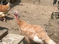 Turkeys — photo 4