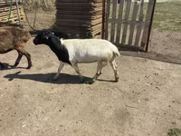 Qoç, Dorper sheep — foto 1