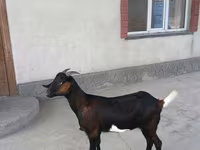 Goat, Nubian Goat — photo 5