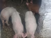 Kanec, Prasata — foto 2