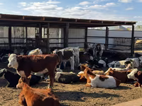 सांड, Simmental cattle — फ़ोटो 3