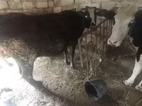 İnək, Mal-qara — foto 2