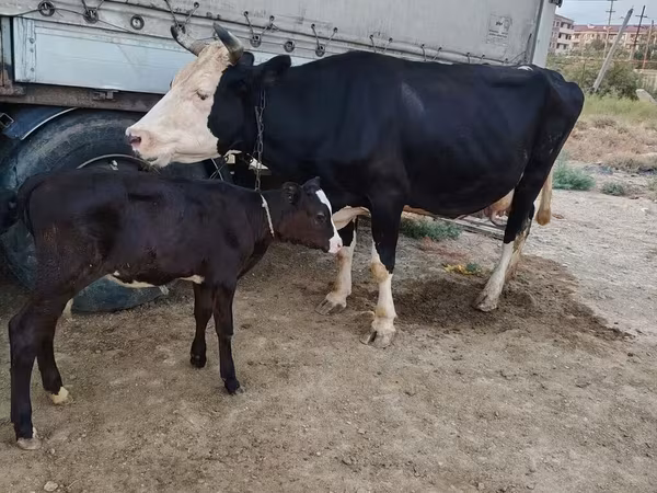 Cow, Russian Black pied cattle