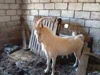 बकरा, Saanen goat — फ़ोटो 2