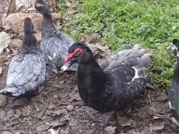 Ducks — Azerbaijan