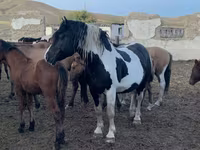 Caballo, Mugalzhar horse — foto 3