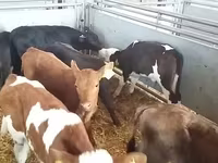 Buğa, Simmental cattle — foto 1